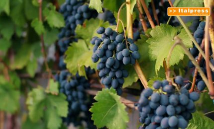 Viticoltura, dalla Pac opportunit&agrave; per sfida green