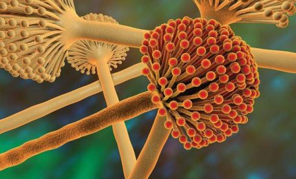 I dieci cibi pi&ugrave; pericolosi per la nostra salute (tutti importati) segnalati in una black list dalla Coldiretti