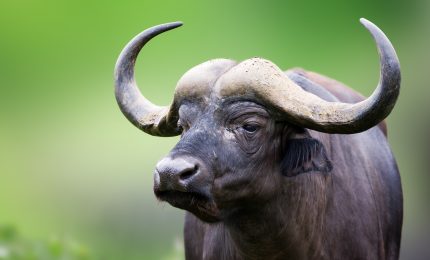 La volete sapere l'ultima? Il s&igrave; degli svizzeri al referendum sul Green pass &egrave; una bufala!