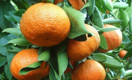 Il tonfo delle clementine siciliane: quando gli agricoltori della nostra Isola si fanno male da soli
