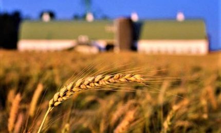 Prezzi record per il grano statunitense. Problemi in Australia. Disastroso l'aumento dei prezzi di fertilizzanti e sementi in Sicilia e nel Sud