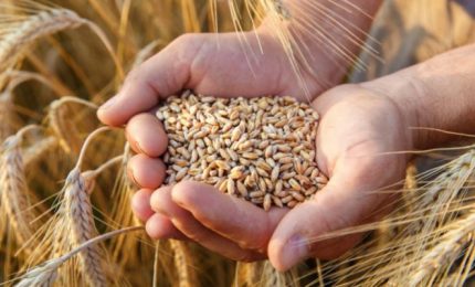I cataclismi del mondo non frenano il mercato del grano tranne in Sicilia dove è in corso una (demenziale) speculazione al ribasso del prezzo