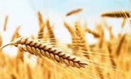L'Italia continua ad essere il maggiore acquirente di grano duro canadese (anche se i prezzi crescono)