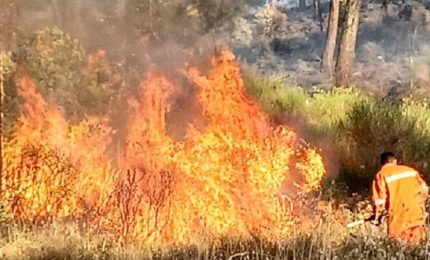 Gli ambientalisti siciliani scoprono che ci sono i boschi incendiati, ma non attaccano l'attuale Governo regionale