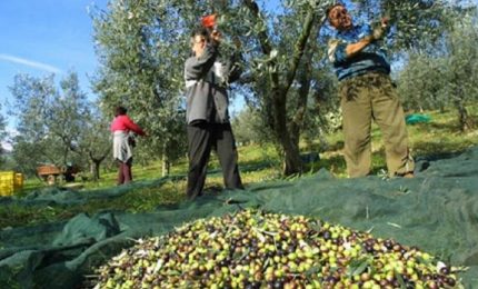 L'Unione europea aiuta l'olivicoltura della Tunisia per danneggiare l'olivicoltura di Puglia, Calabria e Sicilia/ SERALE