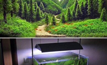 Aquascaping, la fantasia creativa all'interno di un acquario