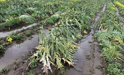 Emergenza agricoltura in Sicilia: non si pu&ograve; raccogliere nulla nei campi allagati e non si pu&ograve; seminare. Addio carciofi?