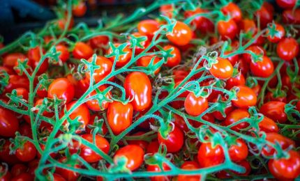 Fino a che punto il datterino che i siciliani portano in tavola (o gustano nella pizza) &egrave; siciliano?