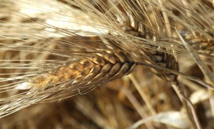 Il prezzo del grano duro nel mondo va giù? Parla Sandro Puglisi protagonista della pagina Facebook Amici del "Grano Duro di Sicilia"