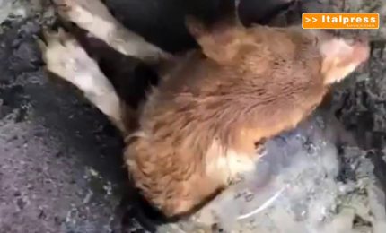 Cane sotto terra per 48 ore, salvato dai vigili del fuoco