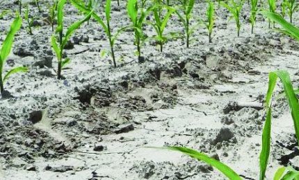 La demenziale politica di 'aggressione' della Ue alla Russia la pagheranno anche gli agricoltori italiani