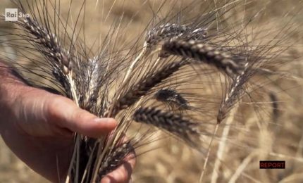 La pubblicità sul grano Senatore Cappelli coltivato in Toscana, la fine del 'monopolio' e i dubbi sul grano duro coltivato nel Nord Italia