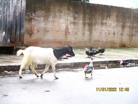 Palermo, via Pensabene: dove la vita ha il sapore di altri tempi e richiama anche una capretta, anatre e oche...