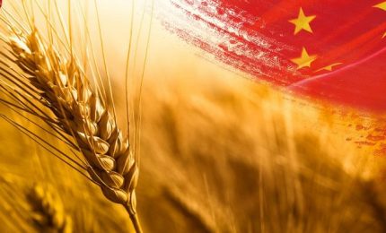Perché la Cina continua ad acquistare grano e cereali a tempesta nel mondo? I cinesi sanno qualcosa che noi non sappiamo?