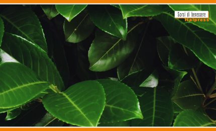 Sorsi di benessere - Le mille virt&ugrave; dell'alloro