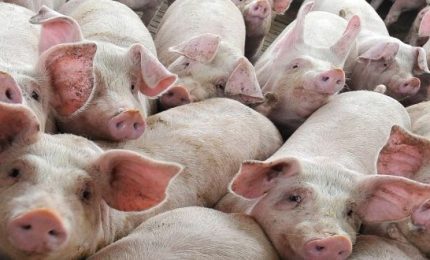 La peste suina africana &egrave; un pericolo per gli allevamenti di maiali? Certo. Ma gli allevamenti intensivi sono anche peggio/ SERALE