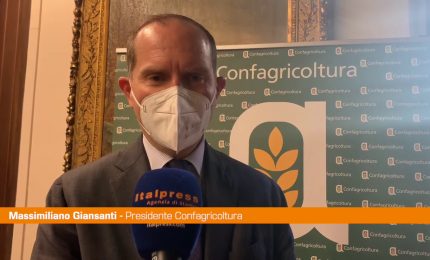 Agroalimentare, Giansanti "Valorizzare la filiera del grano duro"