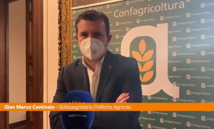 Agroalimentare, Centinaio "L'Italia punti sul grano duro di qualit&agrave;"