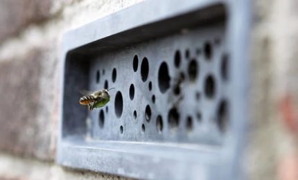 Nella città inglese di  Brighton and Hove obbligo di inserire nelle nuove abitazioni i mattoni forati per le api solitarie