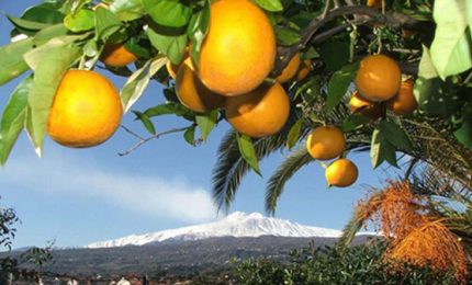 Con tutti i problemi che sconta l'agricoltura siciliana ci si mettono pure i ladri di arance