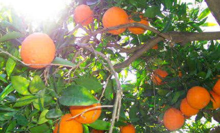 Caro-carburante, comincia in Sicilia la protesta degli autotrasportatori: invece di colpire lo Stato colpiscono l'agricoltura siciliana