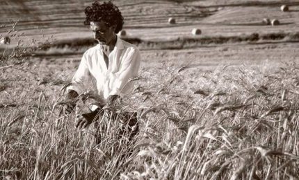 La storia del campo di grano evolutivo di Giuseppe Li Rosi e Massimo Quaglia: due VIDEO da non perdere