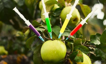 Per caso l'Italia importa ortofrutta contaminata da pesticidi che il nostro Paese ha prodotto e venduto in mezzo mondo?/ SERALE