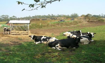 Anche nella zootecnia il Nord penalizza il Sud inquinando l'ambiente e riducendo le entrate fiscali dello Stato