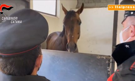 Corse clandestine di cavalli all&rsquo;ombra della mafia, 3 denunce nel catanese