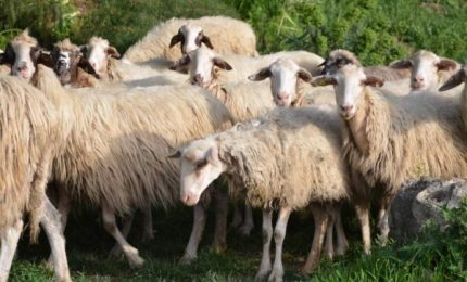 Allarme negli allevamenti siciliani: mancano mais e soia e non si sa come nutrire gli animali. Intervenga subito la Regione (video)