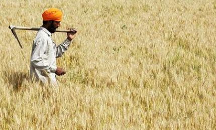 Il Nord Africa rimasto senza il grano dell'Ucraina e della Russia acquisterà il grano dall'India