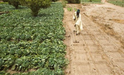 Fertilizzanti: la Ue gira a vuoto mentre il Kenya dà aiuti concreti agli agricoltori per ridurne il costo. Russia: export solo per i "Paesi amici"