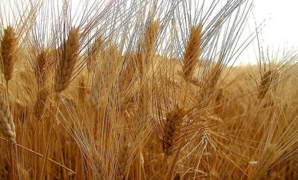 Simenza alla Cgil: "Seminare e non piantare il grano!"/ MATTINALE 628