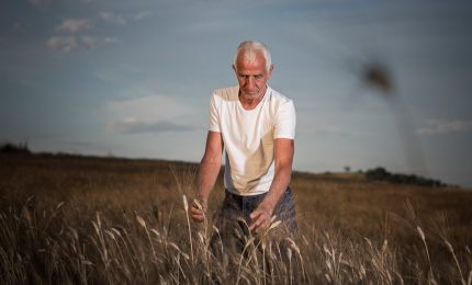 Il grano duro indiano in Italia? Sandro Puglisi: plausibile, ma c'&egrave; un problema di logistica con possibili problemi di costi del trasporto