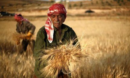 Il boom del grano dell'India ormai in piena diffusione nel mondo. In crescita costante i prezzi di grano e mais