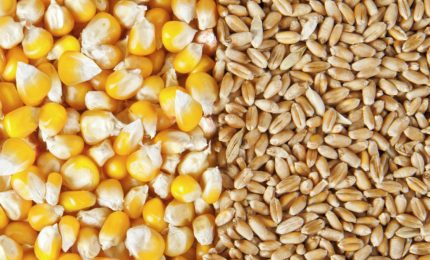Prezzi del grano e del mais in aumento in tutta Europa. Dramma siccità in Brasile. In Ucraina agricoltura in tilt