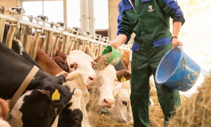 La Russia blocca&nbsp;l'esportazione di frumento da foraggio, mais e farina di semi di soia