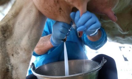 Il prezzo del latte aumenta per tutti, tranne che per gli allevatori. Magia?