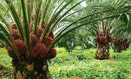L'Indonesia blocca l'export di olio di palma. Caos e inflazione nei mercati mondiali degli oli vegetali
