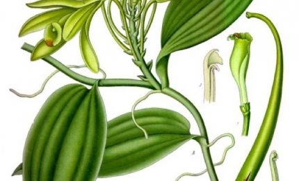 Sapete qual è l'odore più amato in tutto il mondo? La vaniglia