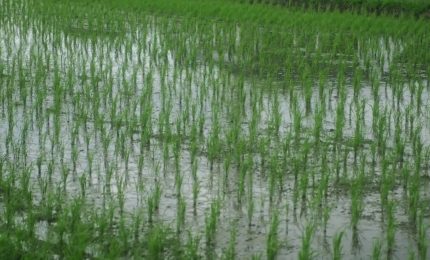 Imprese agricole, via libera Ue ad aiuti da 1,2 miliardi