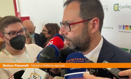 Patuanelli "Sul prezzo del grano fenomeni speculativi"