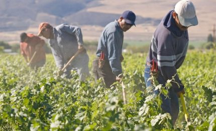 Contratto di lavoro operai agricoli, il Sifus attacca Cgil, Cisl, Uil, Cia, Coldiretti e Confagricoltura