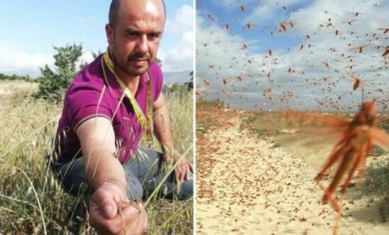 Per il quarto anno consecutivo invasione delle cavallette in alcune aree della Sardegna