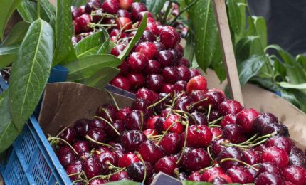 Attenzione alle ciliegie: la metà di questi frutti prodotti nell'Unione europea nel 2019 risultavano contaminati. E oggi?