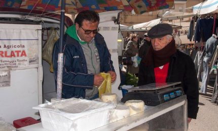 Addio al Pecorino siciliano. Meglio esportare il latte di pecora in Puglia e Toscana (e all'estero)