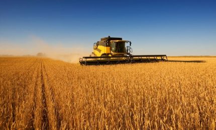 In Africa manca il grano sostituito da riso, manioca e sorgo. La siccità colpisce il grano duro canadese e il grano tenero Manitoba/ MATTINALE 651