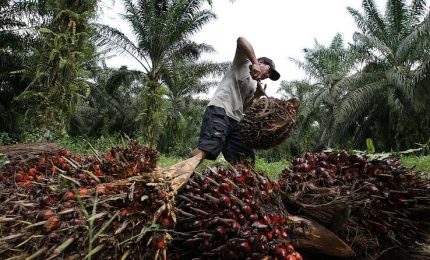 Proteste di piazza a Giacarta capitale dell'Indonesia con gli agricoltori che contestano il blocco dell'export di olio di palma