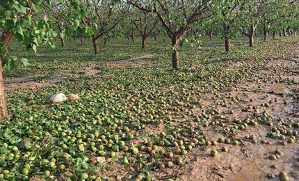 La furia di pioggia e grandine travolge i frutteti della Spagna. Siccità in India, colpite le piantagioni di grano/ MATTINALE 648