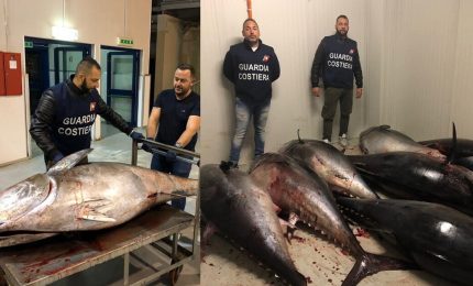 Attenzione: mai mangiare Tonno mal conservato perché la 'Sindrome sgombroide' non è in agguato. Le quattro regole da osservare